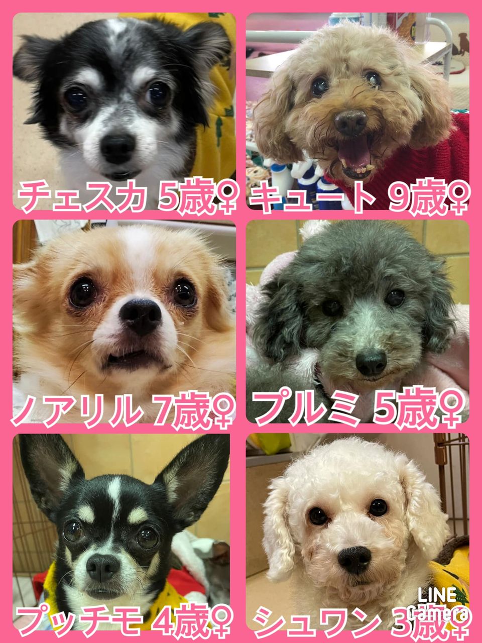 🐾今日の里親様募集中ワンコ🐶メンバーです🐾2021,12,18【保護犬カフェ天神橋店】